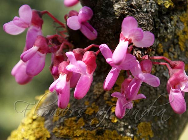 Judas Tree
